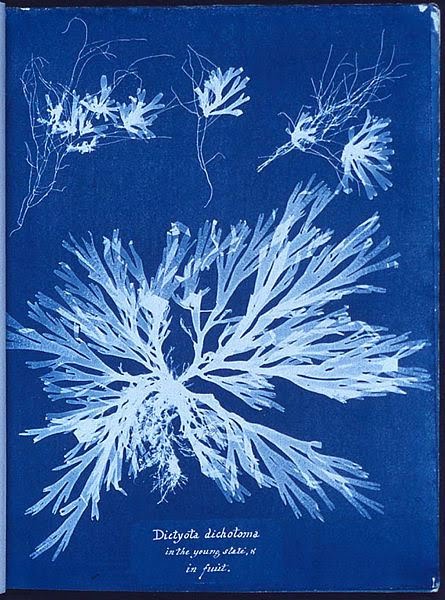 Cianotipia realizzata dal botanico Anna Atkins nel 1843.